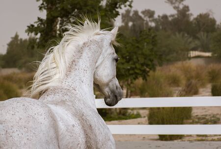 A view of Arabian white horse from the side and back facing inside the paddock training area of Bait Al Arab, Kuwaitの写真素材