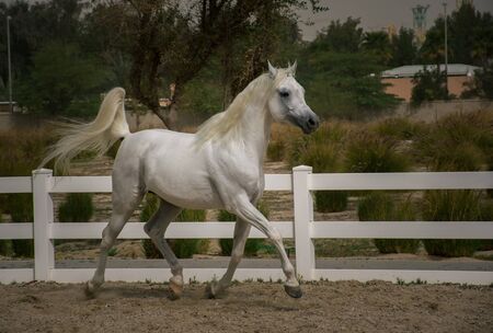 White Arabian stallion practicing and enjoying the run in the horse training place in Bait Arab,Kuwaitの写真素材