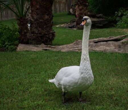 The mute swan is very distinctive with its long neck and white plumage, happily enjoying on a wet grass on a beautiful dayの写真素材