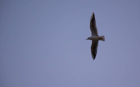 Red-billed Tropic bird is flying which is extremely rare vagrant in Kuwait. Also named as Phaethon Aethereus.の写真素材