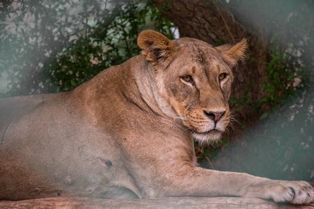 Lioness face is the main subject focused through the fences of cageの写真素材