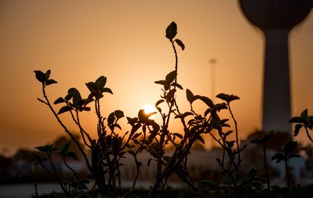 Center of Leaves and stem is the main focused subject with silhouette view, against the shinny golden sunrise.の写真素材