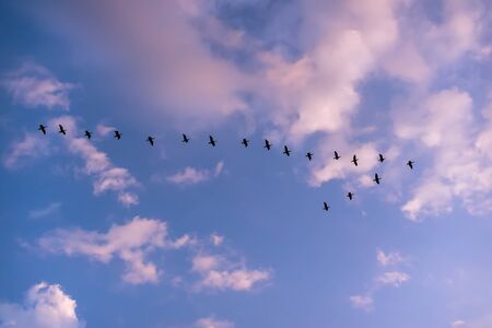 Birds flying in V shape line and blue sky background in Kuwaitの写真素材