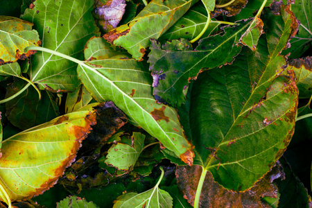 Mixed Pile of Dried and Moldy Tree Leaves .A Picture of Neglect Decay