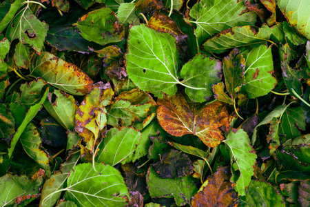Mixed Pile of Dried and Moldy Tree Leaves .A Picture of Neglect Decay