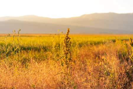 A field of yellow flowers with a mountain in the background. serenity