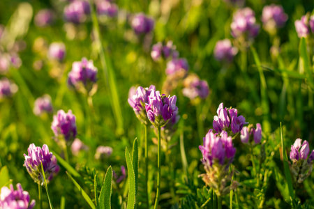 Purple flowers in a field with the sun shining on them. season conceptの写真素材