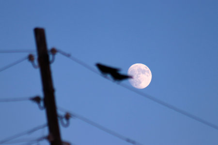 A bird perches on a wire with a moon in the background,creating a tranquil sceneの写真素材