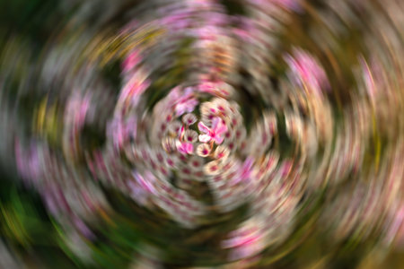 Radial Blur Background with pop up of blur Pink Flower