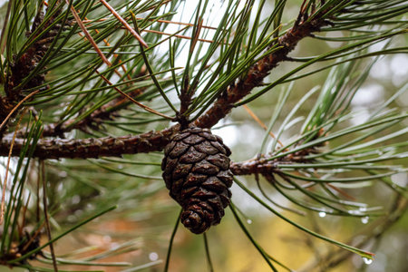 A rainsoaked pinecone on a branch, showcasing how rain revitalizes nature.の写真素材