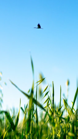 A field of grass with a blue sky in the background with copy text area . Natural phone wallpaperの写真素材