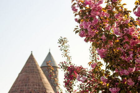 A tree with pink flowers in front of Yakutiye Madrasa. Seasonal image with copy space.の写真素材
