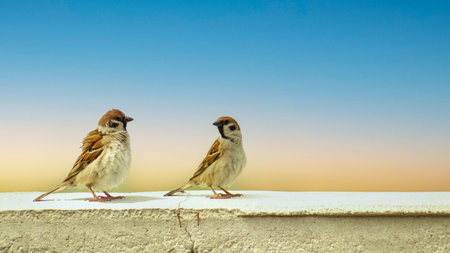 Sparrow perched on the wall. Sparrow bird wildlife. Copy text area. Male, female songbirdsの写真素材