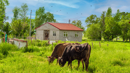 Anatolian green fields and summer house offer a view of Cayirtepe village on a summer sunny day.の写真素材