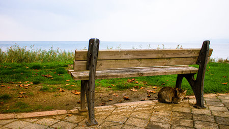 Autumn season landscape with a cat sheltered under a bench. Rainy and foggy weather. Suitable for...
