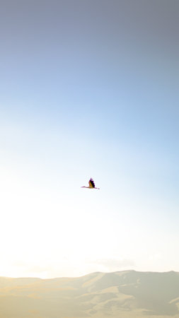 A solitary bird soars above a serene landscape, embodying freedom and the limitless possibilities of the skies, set against a softly lit backdrop of gentle hills.の写真素材