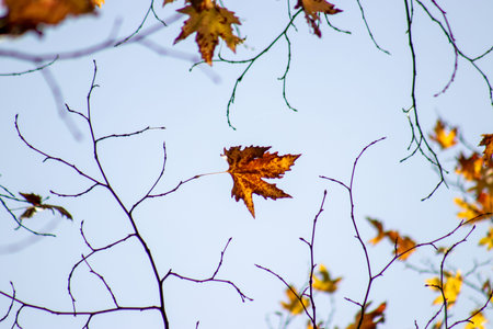 Autumn leaf suspended on bare branches symbolizes change, transition, and the passage of time.