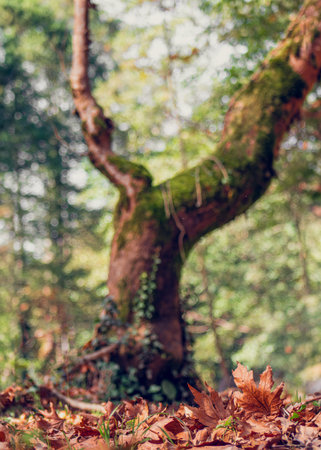 Autumn leaves on forest ground, evoking nostalgia, change, reflection, and the passage of time.