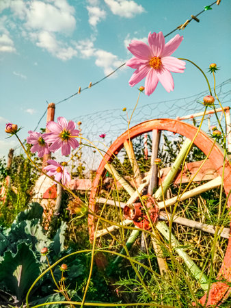 Pink flowers in a rustic setting with a wooden wheel, symbolizing love, care, and timeless affection.の写真素材