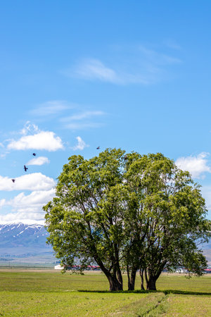 A peaceful scene of a lone tree surrounded by open fields, with birds flying above in the clear blue sky. Ideal for wallpapers and backgrounds with text space.の写真素材