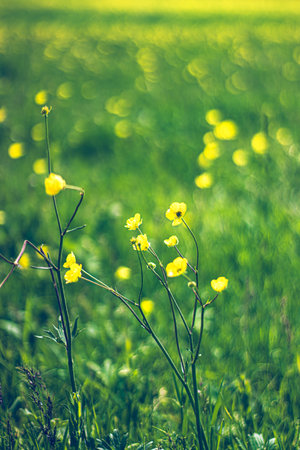 Bright yellow flowers spring landscape. Ideal for wallpaper, backgrounds, and nature-themed designs...