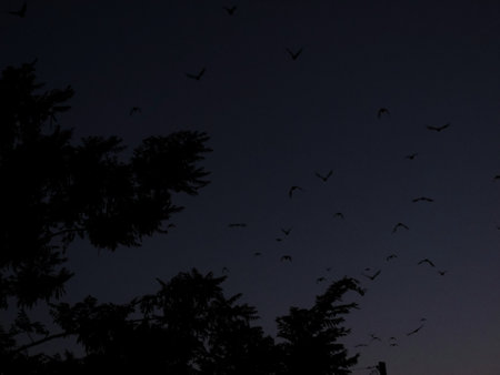 Birds soar through the twilight sky, framed by dark tree silhouettes, creating a dramatic and mysterious evening atmosphere full of freedom and serenityの写真素材