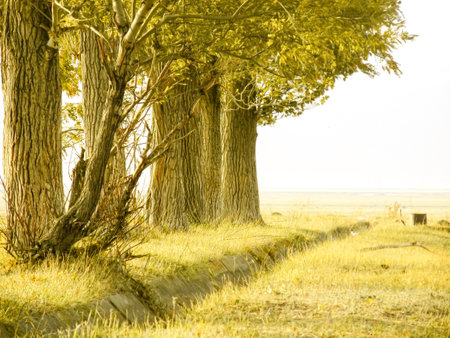 Detailed view of robust tree trunks rooted in a golden steppe, highlighting resilience amidst an arid landscape with gentle sunlight and endless horizons.の写真素材