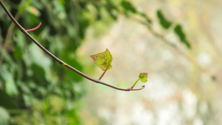 Close-up of budding leaves on a branch, capturing the essence of hope, renewal, and the cycle of life, with a blurred green background adding serenityの写真素材