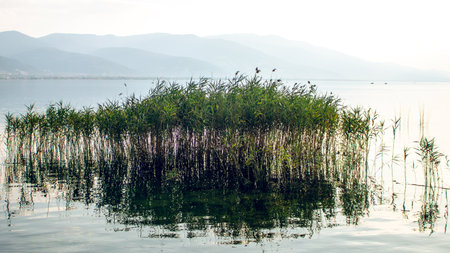 A serene view of Sapanca Lake with lush reeds gently swaying, reflected in the still waters, creating a dreamy and meditative landscape.の写真素材