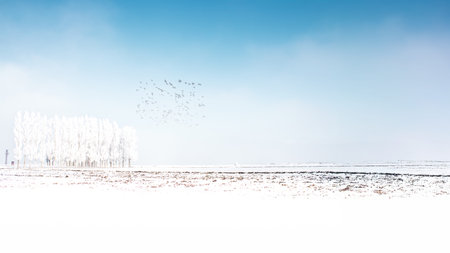 A serene winter landscape with snow-covered trees and a flock of birds in flight under a crisp blue sky in Erzurum, Turkey. A tranquil and mysterious natural beauty.の写真素材
