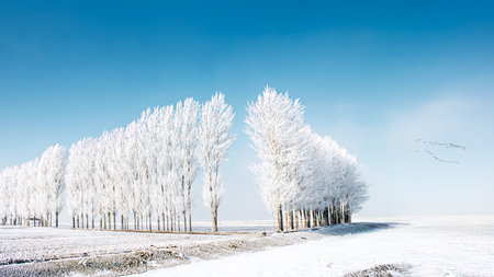 A captivating winter scene showcasing rows of frosted trees against a bright blue sky, creating a peaceful and enchanting atmosphere in Erzurum, Turkey.の写真素材