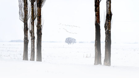 A serene winter scene capturing the stillness of nature with bare trees and flying birds, evoking a sense of solitude and tranquility in Erzurum, Turkey.の写真素材