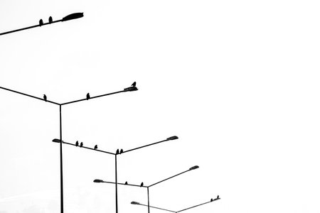 A minimalistic and dramatic black-and-white photo of birds perched on streetlights, symbolizing calmness, solitude, and the beauty of simple, serene moments in natureの写真素材