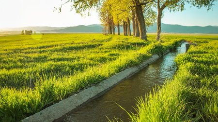 Irrigation canal winding through green spring field under soft morning lightの写真素材