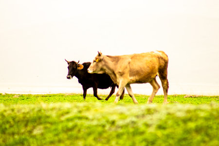 Sacrificial cows walking on green pasture, Eid al-Adha conceptの写真素材