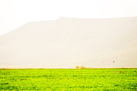 Abstract nature landscape with vivid green field and soft misty mountainsの写真素材