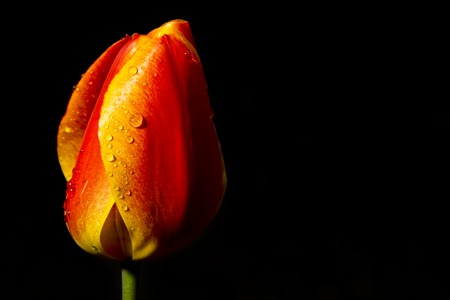 tulips in the gardenの写真素材