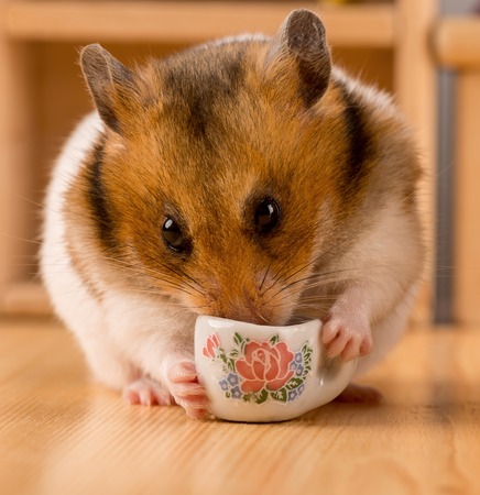 hamster drinking coffeeの写真素材
