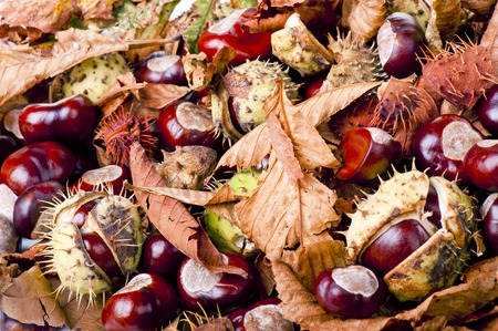chestnutの写真素材
