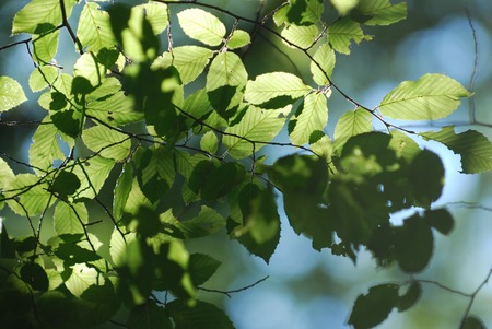 The sun's rays through the branchesの写真素材
