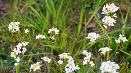 A bee pollinating flowers in a meadowの写真素材