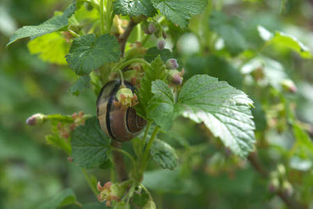 Vine snail on a twig of a blackcurrant bushの写真素材