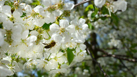 A bee pollinating cherry blossomsの写真素材