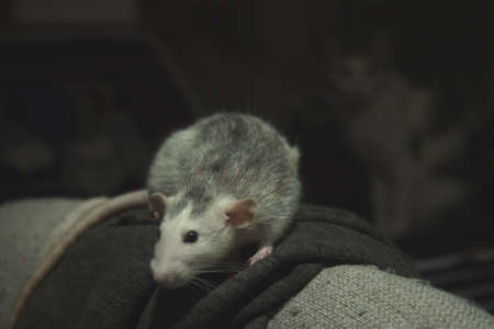 A rat named Kaja who respects the catの写真素材