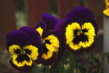 Flowers pansies in the garden violet yellow nature natureの写真素材
