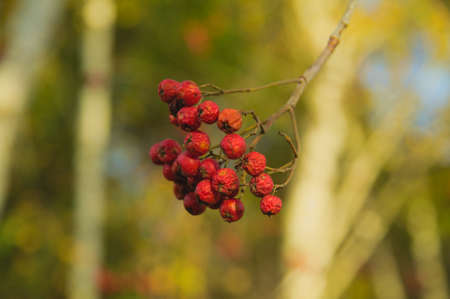 Rowan fruits in autumn under soft sunlight autumn forest nature red macroの写真素材