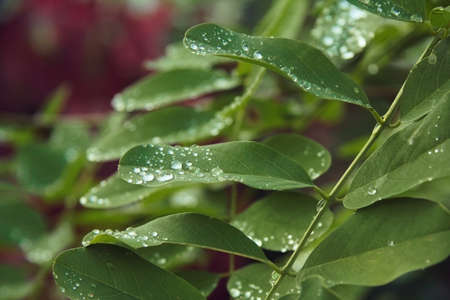 Raindrops on acacia leaves rain gloomily leaves waterの写真素材