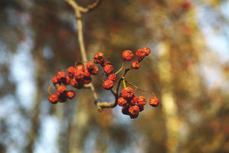 Rowan fruits in autumn under soft sunlight forest nature red macroの写真素材