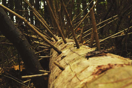 A fallen tree, gnawed by animals from the whole bark forestの写真素材