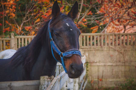 A mare named Erminia, a horse-riding stable, a bridle animal mammalの写真素材
